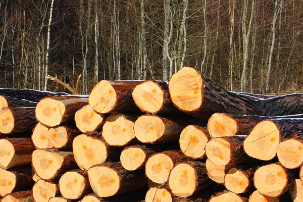 Schotten pine boomstammen in een stapel — Stockfoto