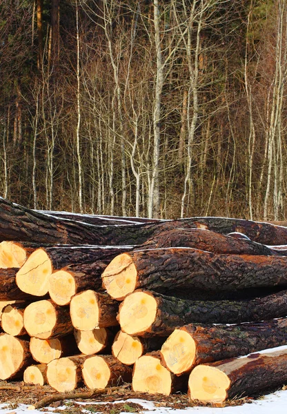 Schotten pine boomstammen in een stapel — 图库照片