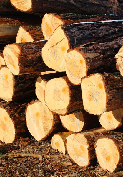 Troncos de pino escocés en una pila — Foto de Stock