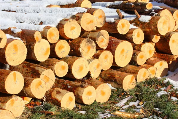 Schotten pine boomstammen in een stapel — Stockfoto