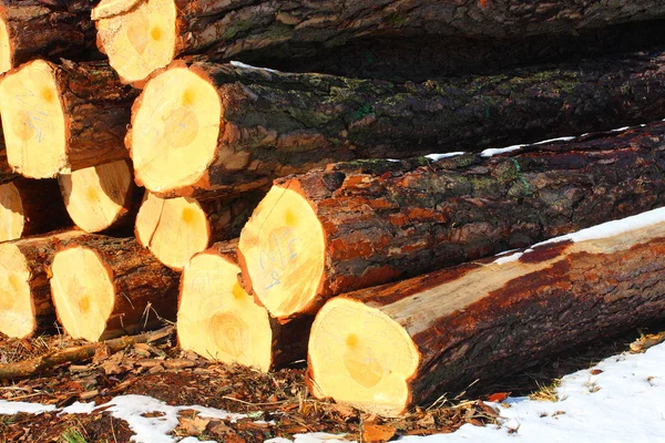 Scots Pine trunks on a stack — Stock Photo, Image