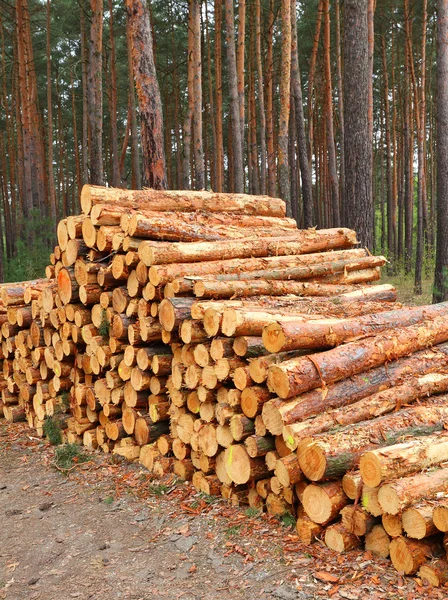 Escoceses colhidos Toros de pinheiro em uma pilha — Fotografia de Stock