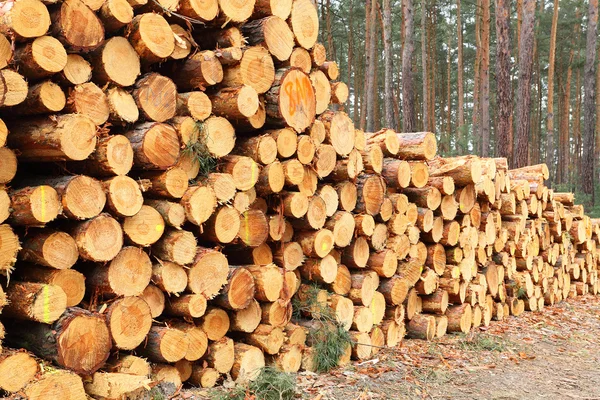 Geerntete Fichtenstämme auf einem Stapel — Stockfoto