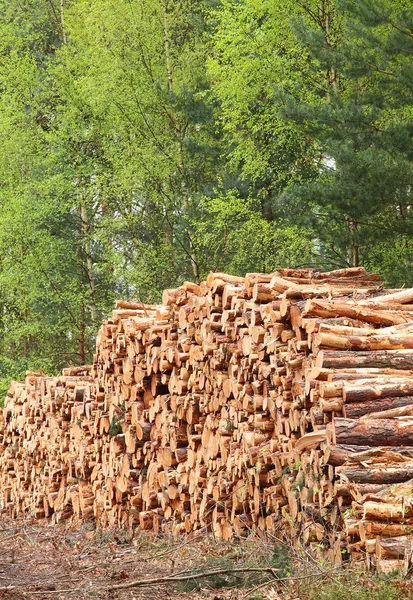 Geerntete Fichtenstämme auf einem Stapel — Stockfoto