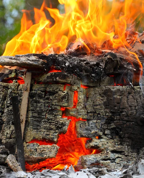 Albero in fiamme — Foto Stock