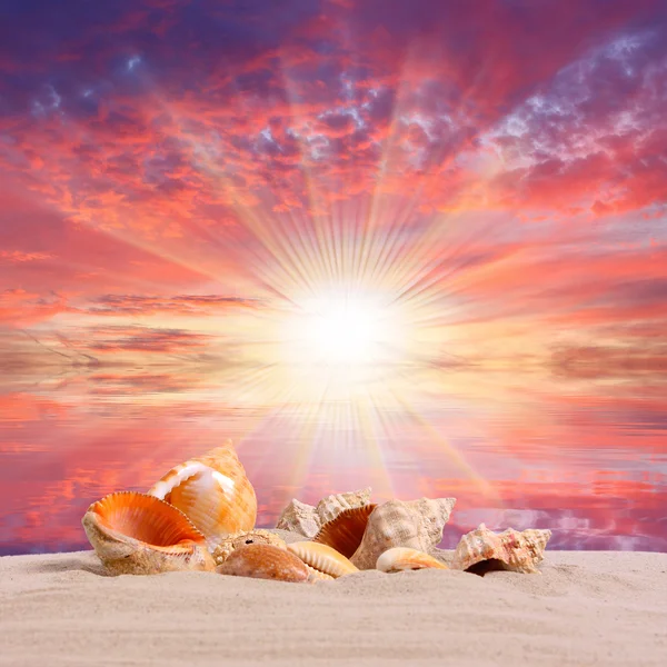 En conch skal på en tropisk strand. — Stockfoto