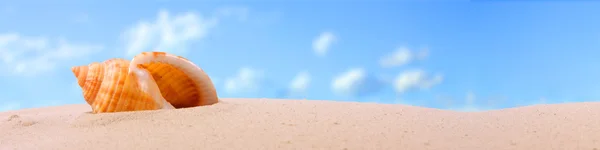 Uma concha em uma praia tropical . — Fotografia de Stock