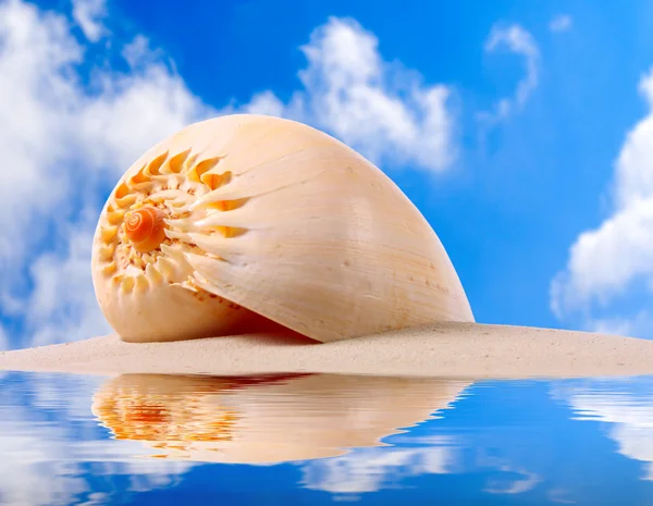 Eine Muschel an einem tropischen Strand. — Stockfoto