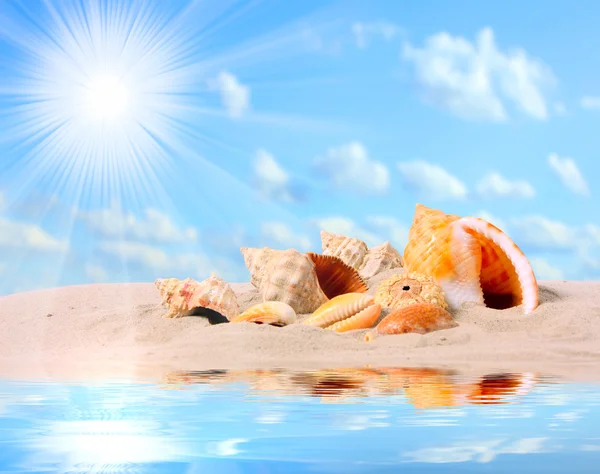 열 대 해변에서 conch 포탄. — 스톡 사진
