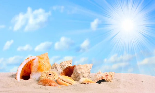 Een schelp op een tropisch strand. — Stockfoto