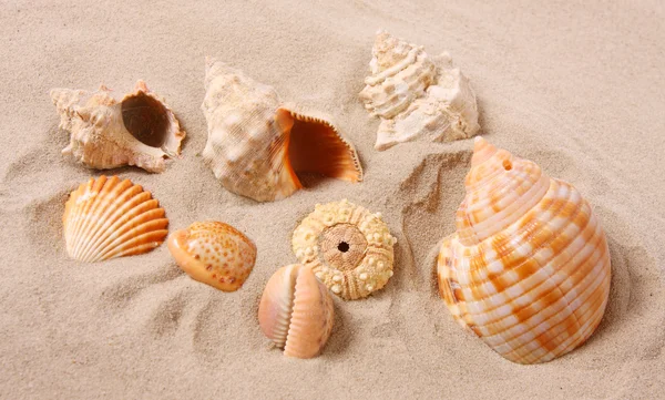 Una concha en una playa tropical . — Foto de Stock