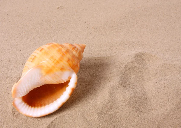 En conch skal — Stockfoto