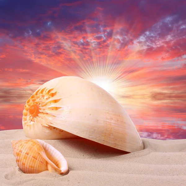 En conch skal på en tropisk strand. — Stockfoto