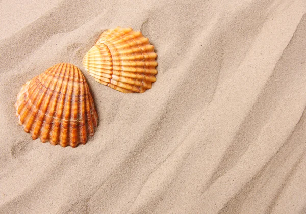 Una concha de caracol — Foto de Stock