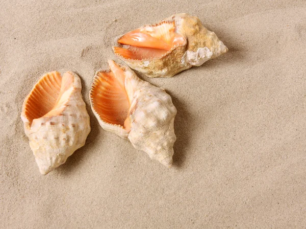 A conch shell — Stock Photo, Image