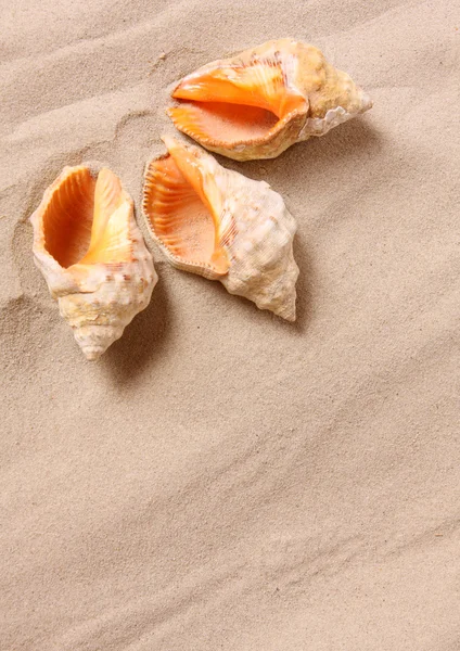 A conch shell — Stock Photo, Image