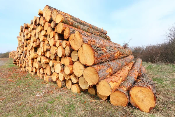 Harvested Scots Pine logs on a stack Royalty Free Stock Images