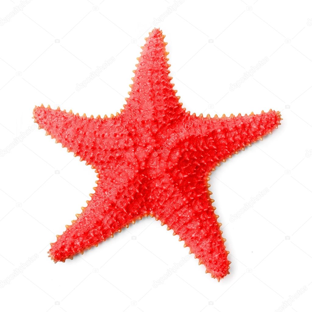 Caribbean starfish (Oreaster reticulatus)
