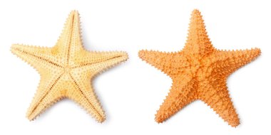 The common Caribbean starfish clipart