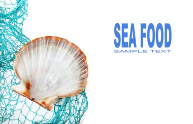 Deniz kabuğu Balık ağı üzerinde