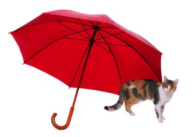 Kırmızı şemsiye ve kedi