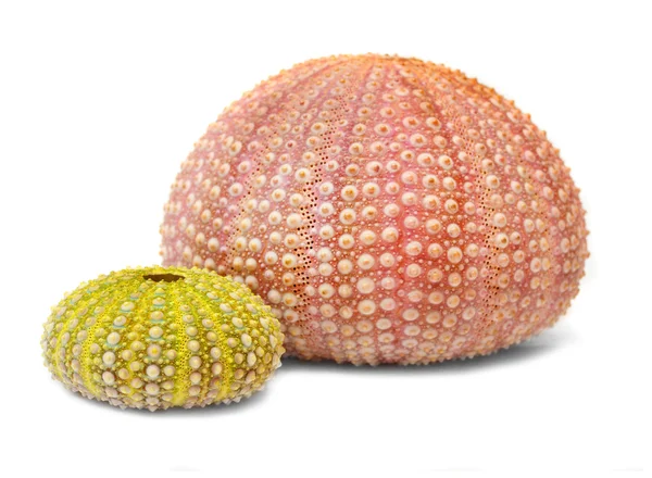 Sea urchins shell — Stock Photo, Image