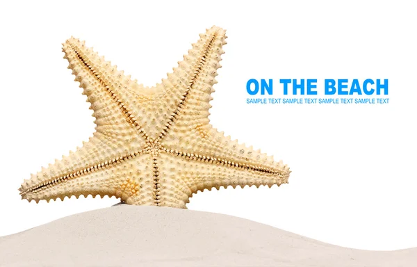 The caribbean starfish — Stock Photo, Image