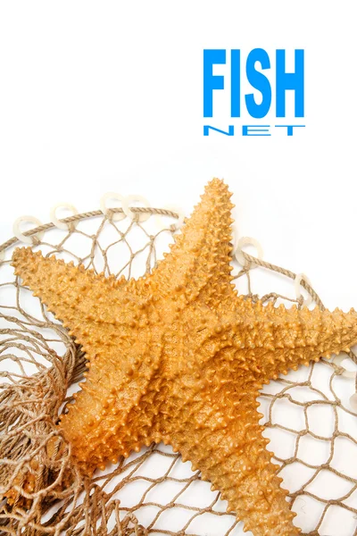 La estrella de mar caribeña — Foto de Stock