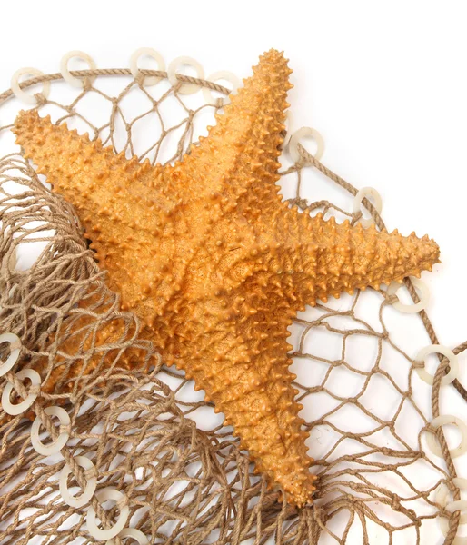 A estrela-do-mar do Caribe — Fotografia de Stock