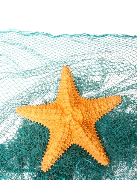 The caribbean starfish — Stock Photo, Image