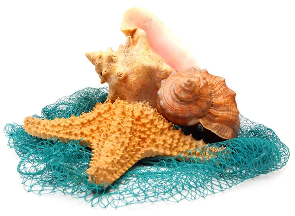 Concha de mar y estrellas de mar — Foto de Stock