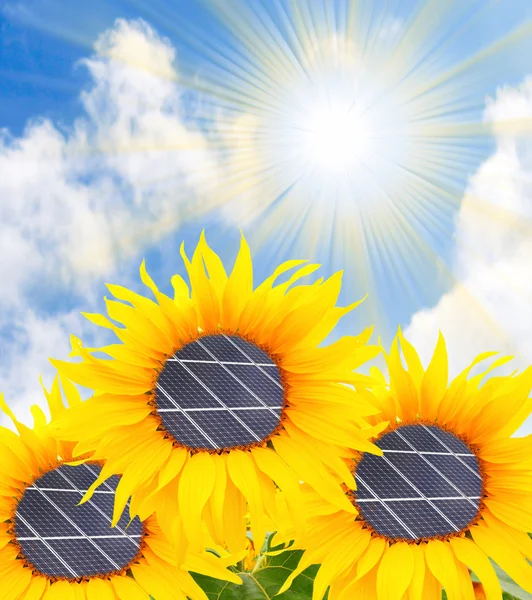 Slunečnice se solárními panely. — Stock fotografie
