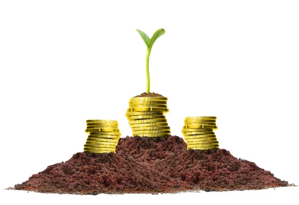 Money growth — Stock Photo, Image