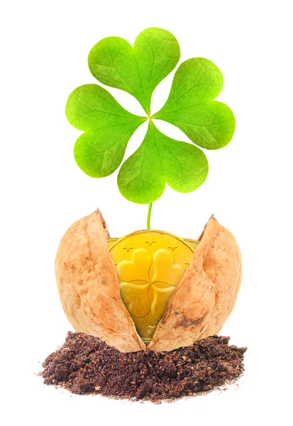 Golden coins and a four leaf clover in the nutshell. The luck concept. — Stock Photo, Image