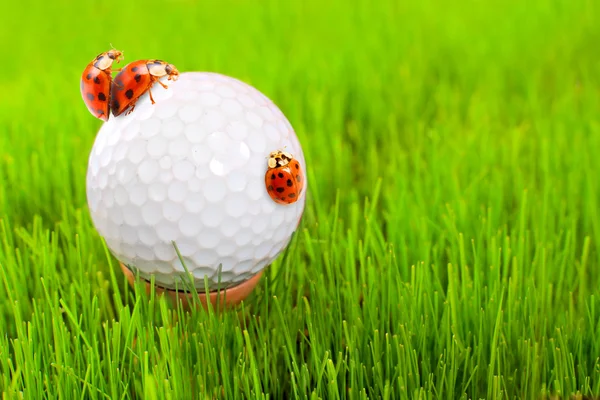 Golf ball and ladybugs — Stock Photo, Image