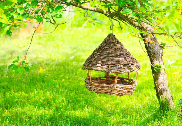Птичий стол на вишне на рассвете . — стоковое фото