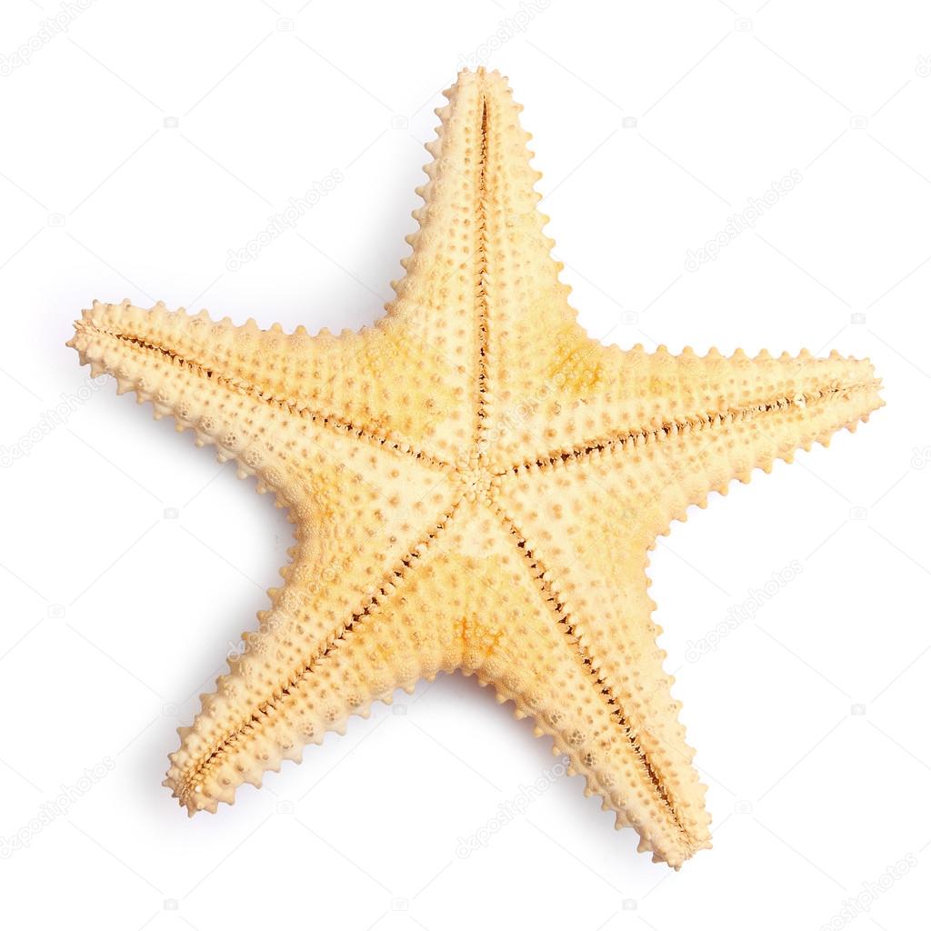 The caribbean starfish