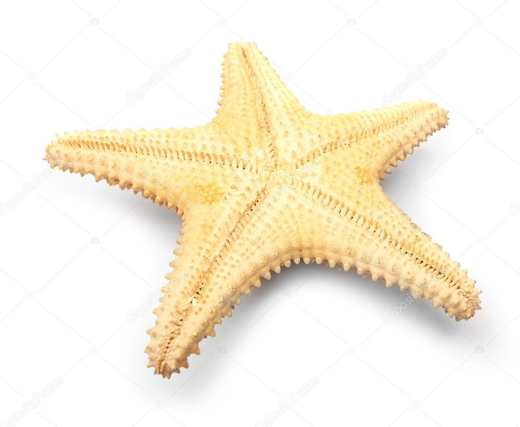 The caribbean starfish