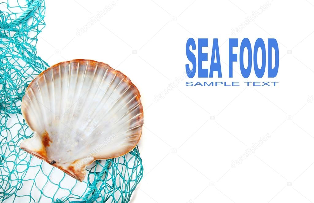 Sea shell on the fishing net