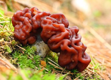 yanlış morel (gyromitra esculenta).