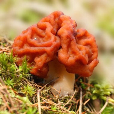 yanlış morel (gyromitra esculenta).