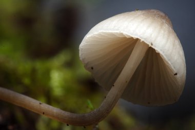 yosun mantarı mantar