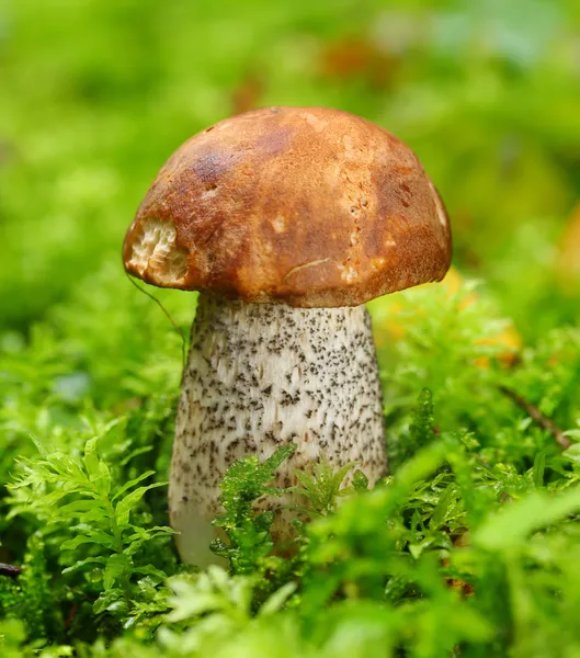 Raw バーチ bolete — ストック写真