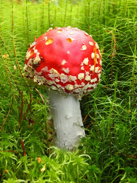 Закрытие мухи агарик или мухи аманита (Amanita muscaria) ). — стоковое фото