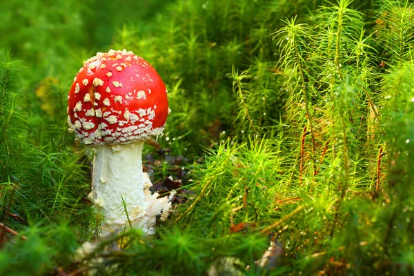 비행 거리 agaric 또는 비행 거리 버섯 (버섯의 클로즈업). — 스톡 사진