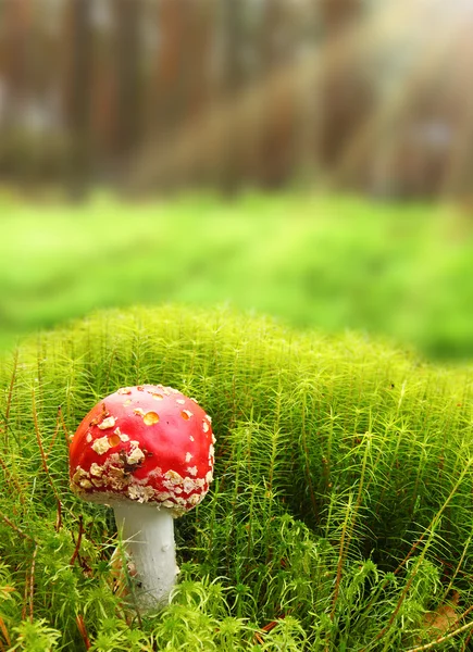 Закрытие мухи агарик или мухи аманита (Amanita muscaria) ). — стоковое фото