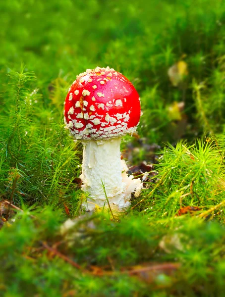 Close up of The Fly Agaric or Fly Amanita (Amanita muscaria). — Stock Photo, Image