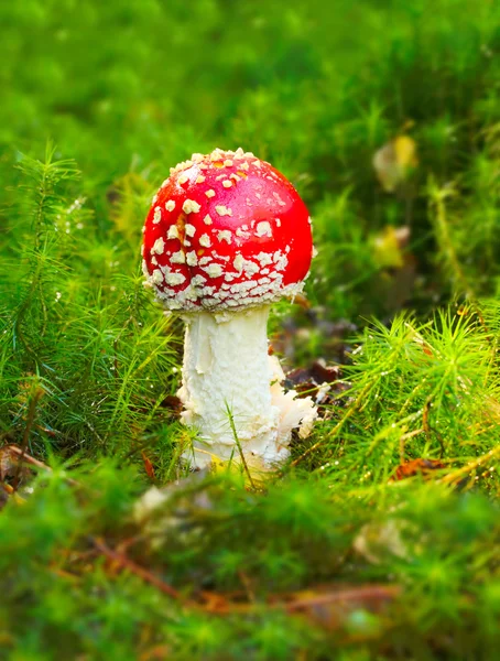 Gros plan sur The Fly Agaric ou Fly Amanita (Amanita muscaria) ). — Photo