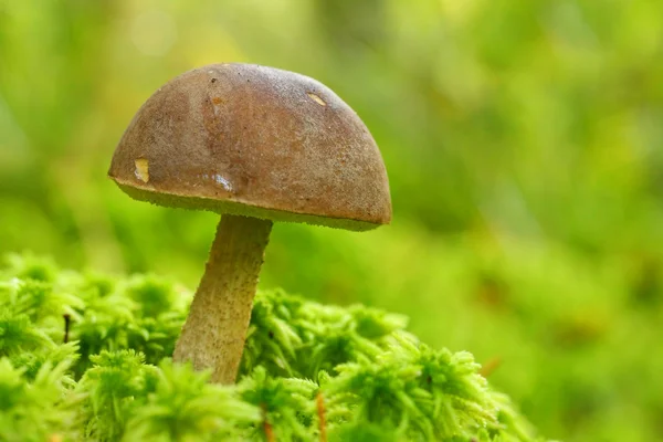 Edible mushroom — Stock Photo, Image