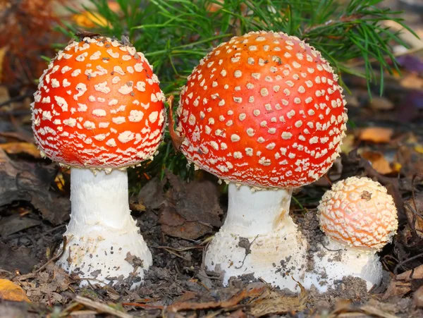 A mosca Amanita — Fotografia de Stock